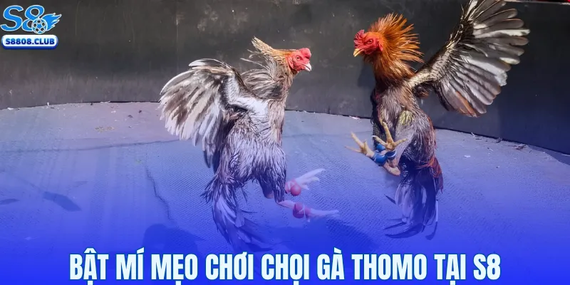 Bật mí mẹo chơi chọi gà Thomo tại S8