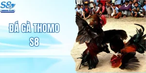 Đá Gà Thomo – Trải Nghiệm Các Trận Đấu Đỉnh Cao Tại S8