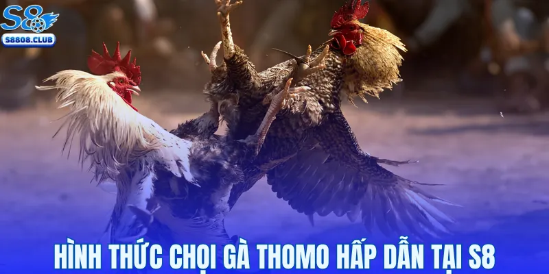 Hình thức chọi gà Thomo hấp dẫn tại S8