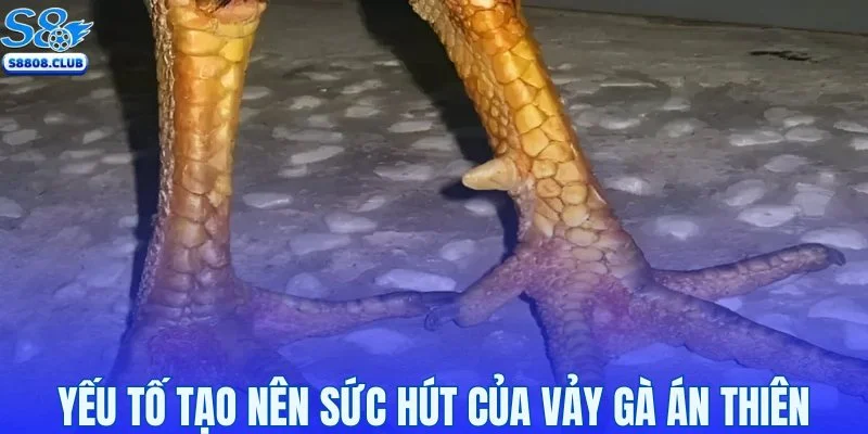 Những yếu tố tạo nên sức hút của vảy gà Án Thiên