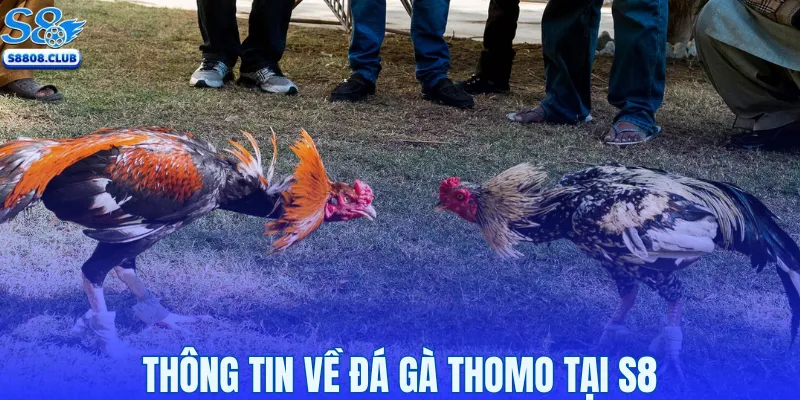 Thông tin về đá gà Thomo tại S8