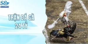 Trận Đá Gà 24 Tỷ - Khám Phá Sức Hút Của Trận Đấu Đình Đám