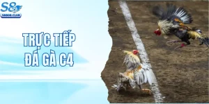 Trực Tiếp Đá Gà C4 – Phát Sóng Các Trận Đấu Siêu Hot